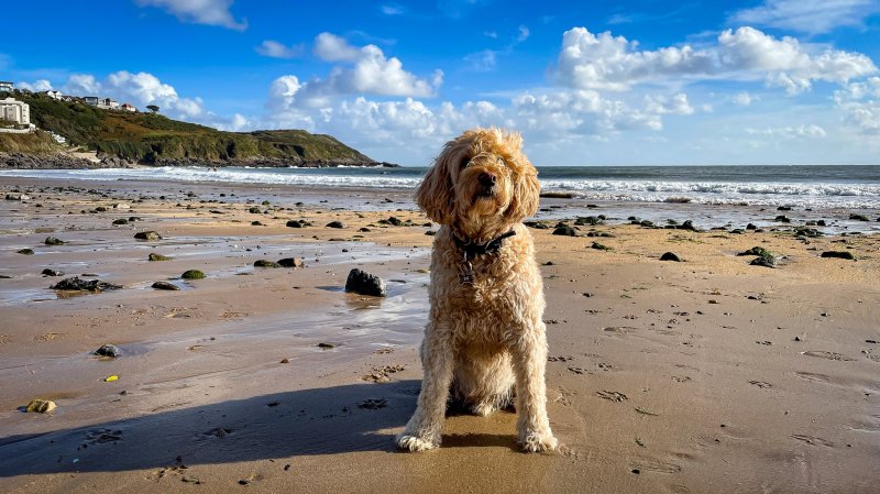 Beaches That Are Dog Friendly Near Me