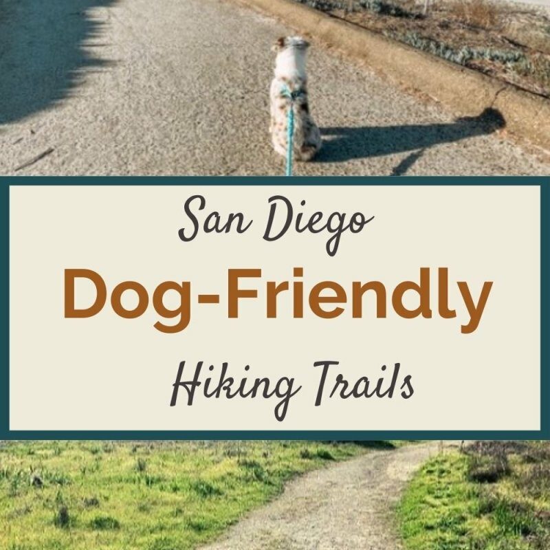 Best Dog Friendly Backpacking Trips