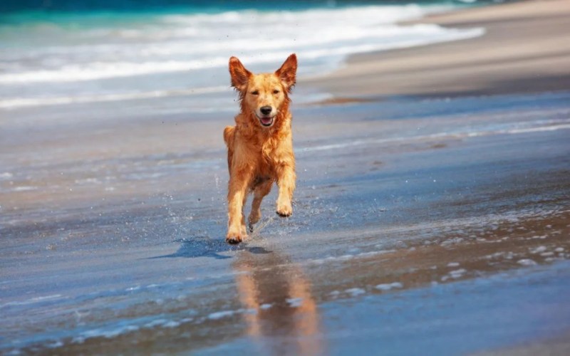 Best Dog Friendly Beaches East Coast