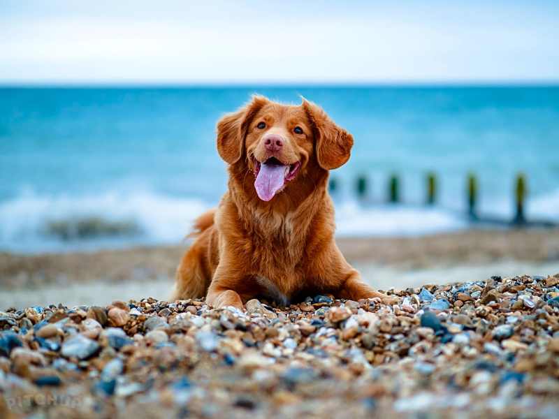 Best Dog Friendly Beaches Norfolk