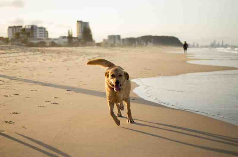 Best Dog Friendly Beaches