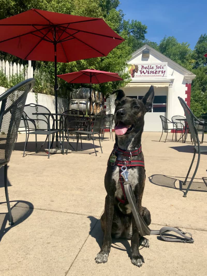 Best Dog Friendly Breweries Denver