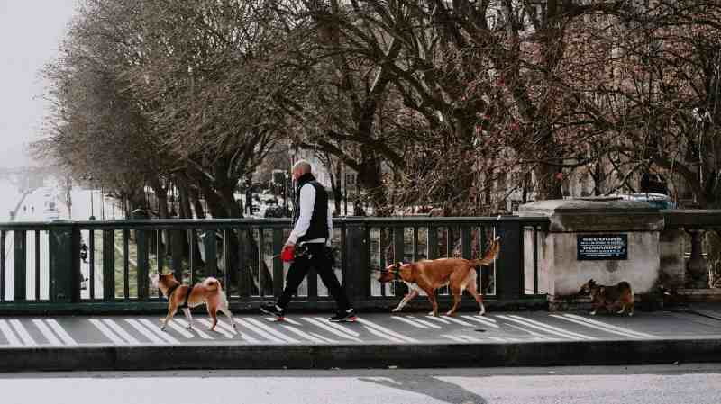 Best Dog Friendly Cities