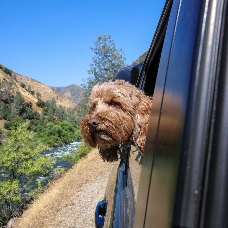 Best Dog Friendly Day Trips