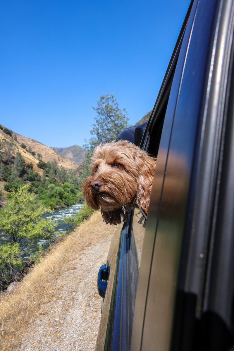 Best Dog Friendly Day Trips