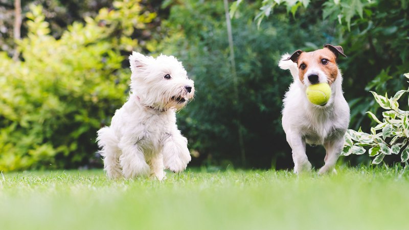 Best Dog Friendly Grass