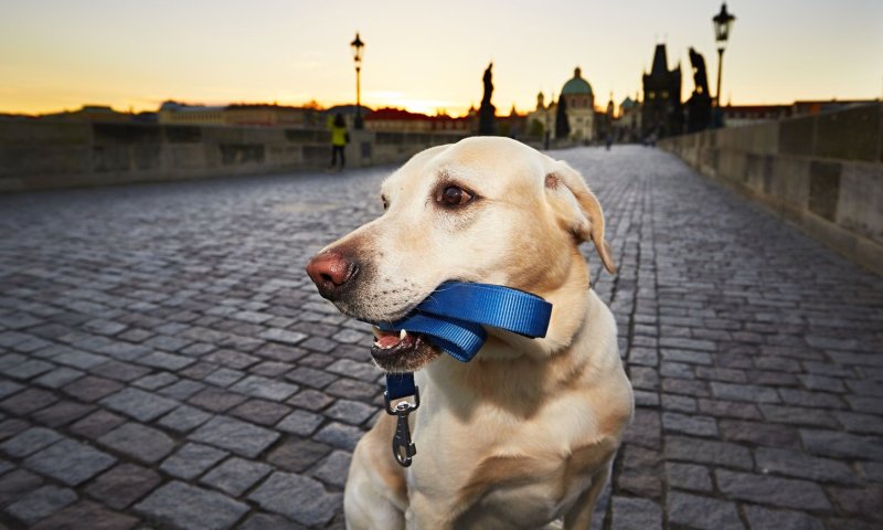 Best Dog Friendly Holidays Europe