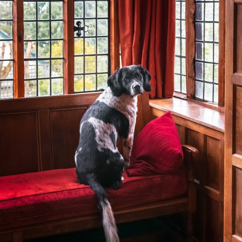 Best Dog Friendly Hotels Kent