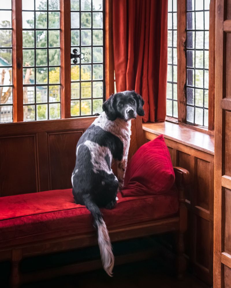 Best Dog Friendly Hotels Kent