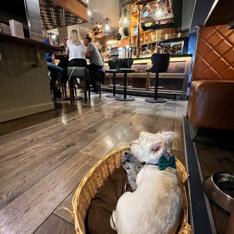 Best Dog Friendly Restaurants Edinburgh