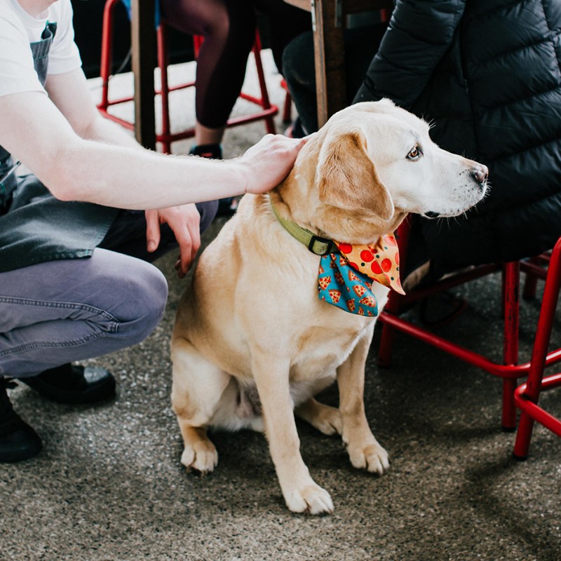 Best Dog Friendly Wineries Yarra Valley