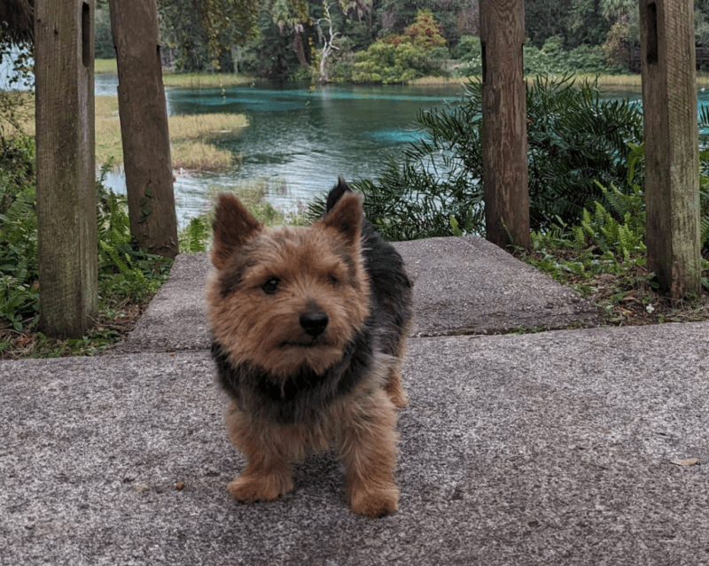 Day Trips Near Me With Dogs