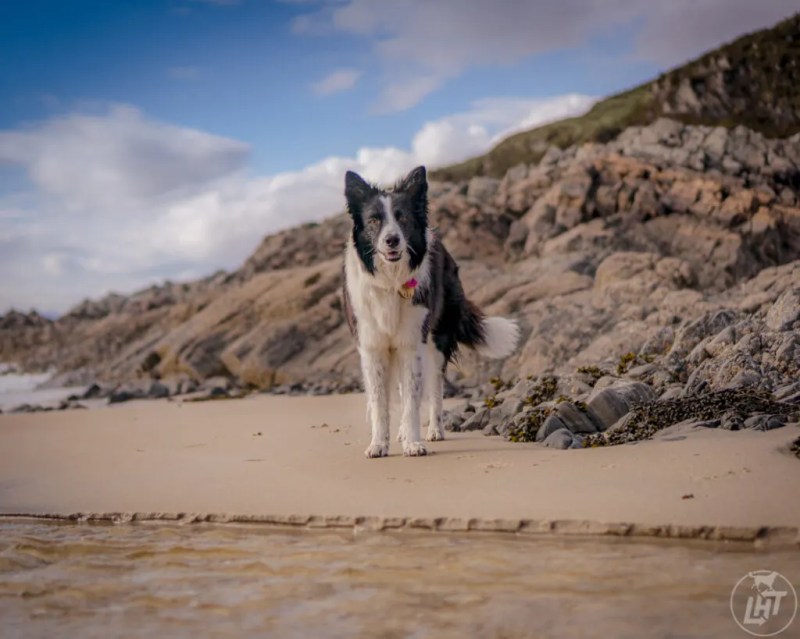 Day Trips With Dogs Scotland