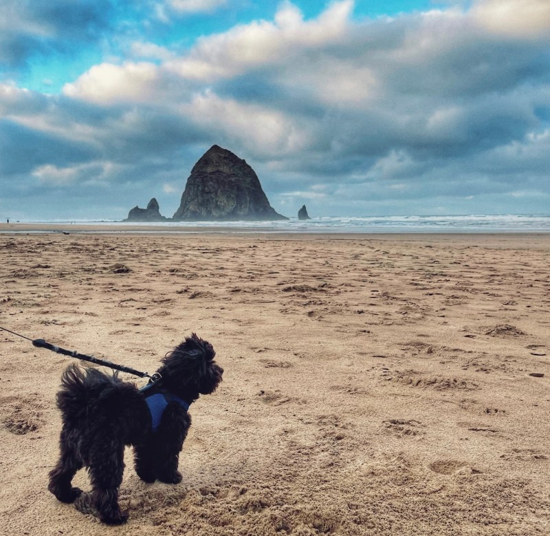 Dog Friendly Beach Vacations Near Me