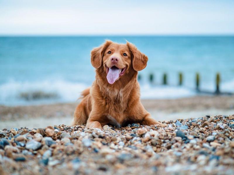 Dog Friendly Beaches Eastern Suburbs