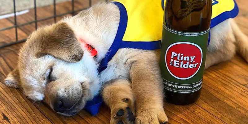 Dog Friendly Breweries And Wineries Near Me