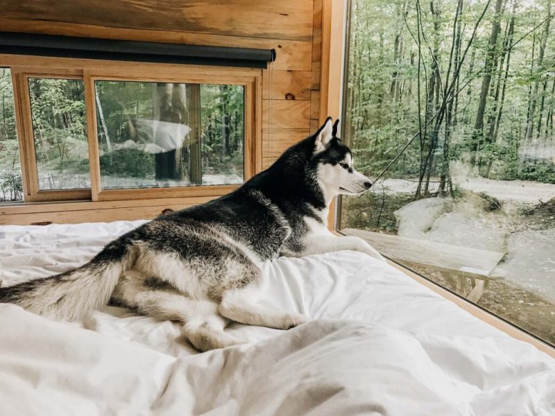 Dog Friendly Getaways From Nyc