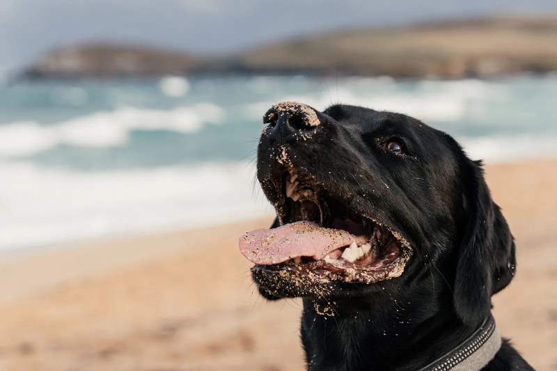 Dog Friendly Holidays By The Sea