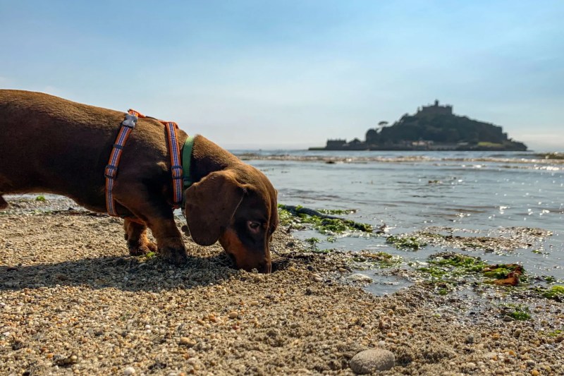 Dog Friendly Holidays Cornwall Near Beach