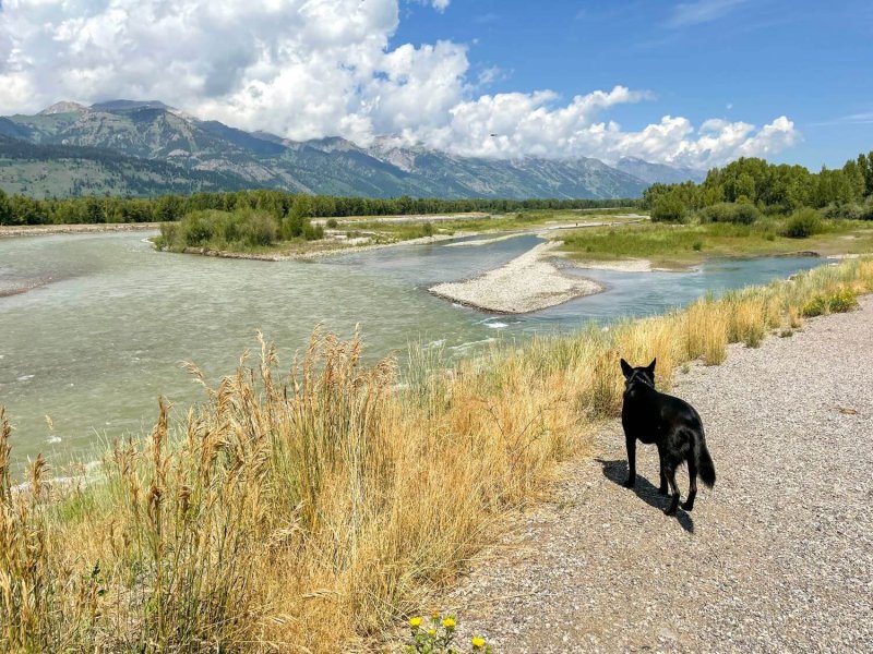 Dog Friendly Lodging Near Jackson Hole Wy