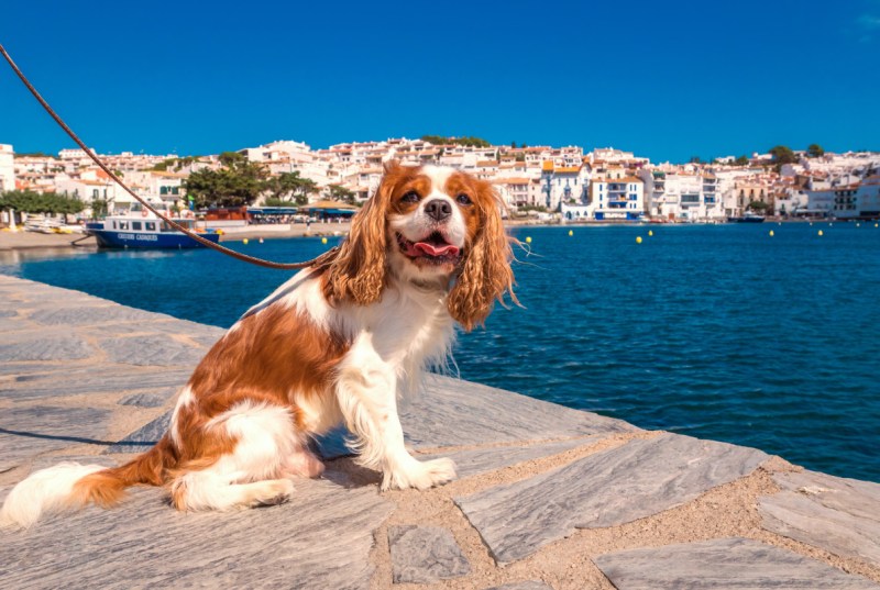 Dog Friendly Places To Go Near Me