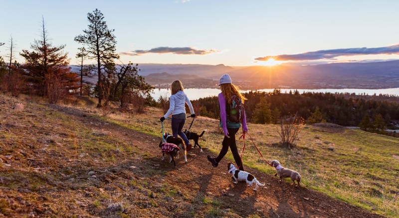 Dog Friendly Resorts Victoria