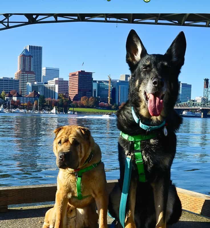 Dog Friendly Things To Do Near Me