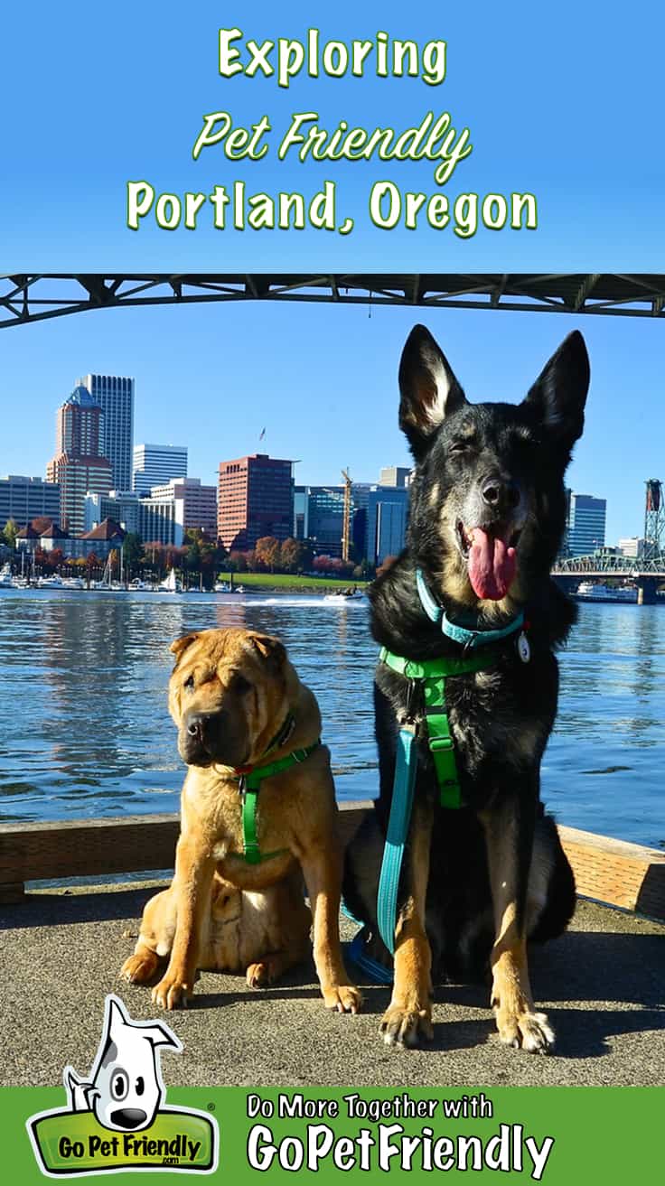 Dog Friendly Things To Do Near Me