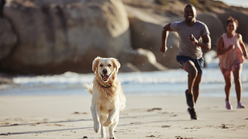 Dog Friendly Vacation Spots In Michigan