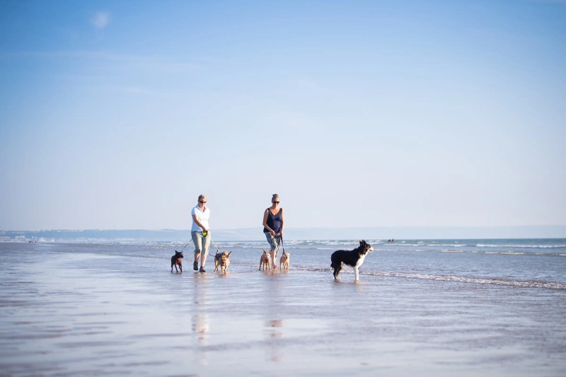 Dog Friendly Vacations In October