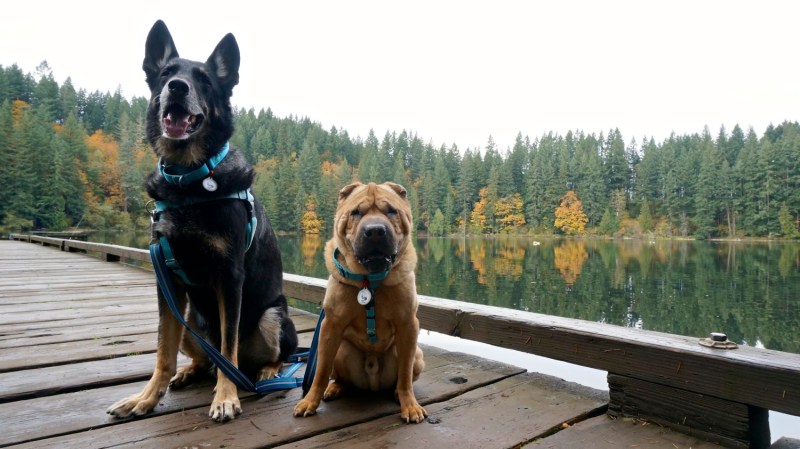 Dog Friendly Vacations In Oregon