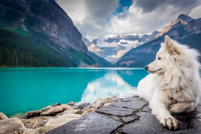 Fun Vacations To Take With Your Dog