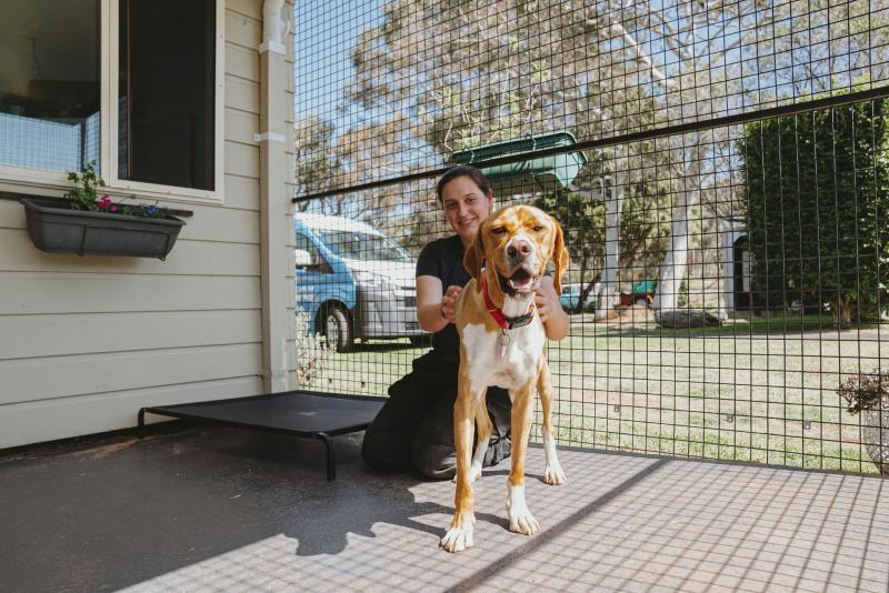 Vacation Dog Kennels