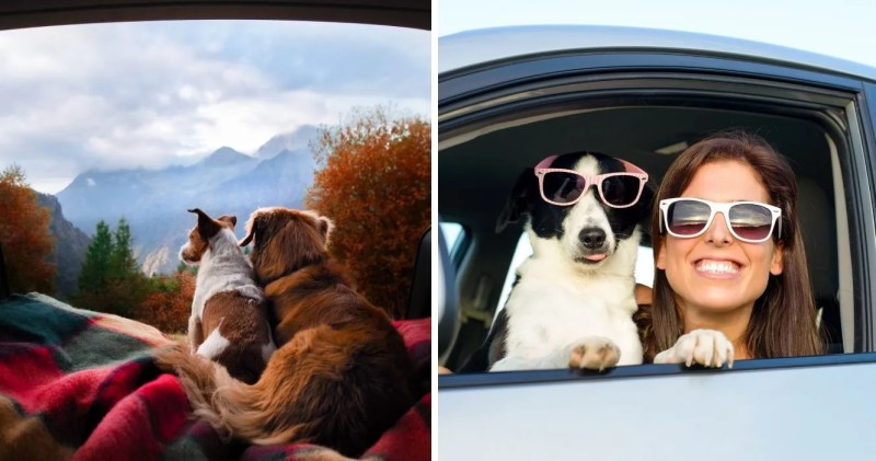 Best Day Trips With Dogs Near Me