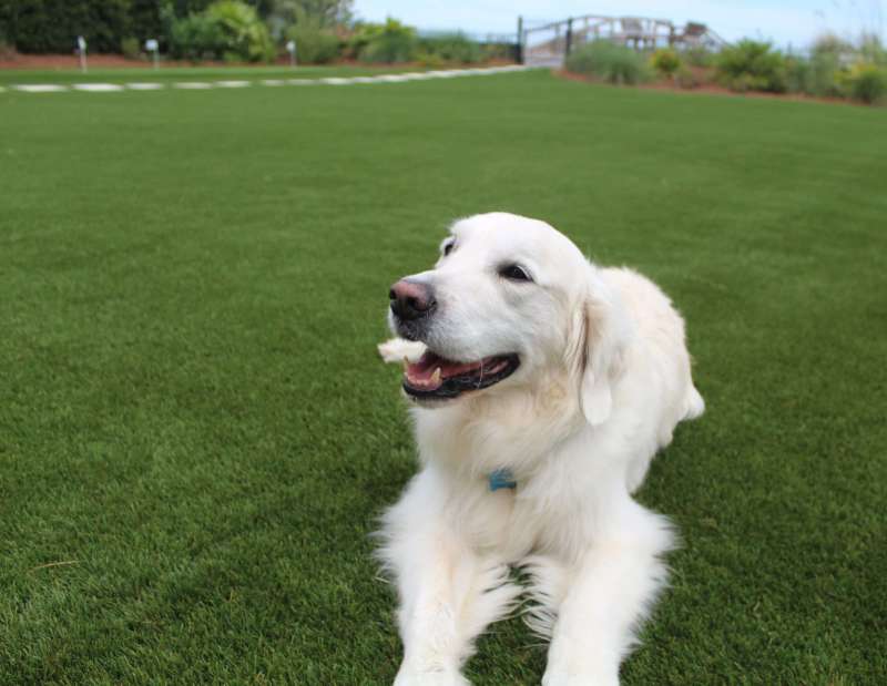 Best Dog Friendly Artificial Grass