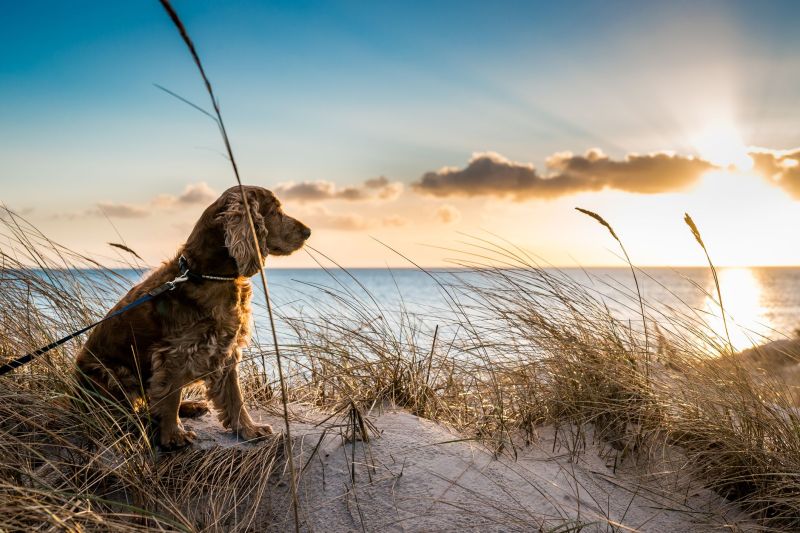 Best Dog Friendly Beaches Dorset