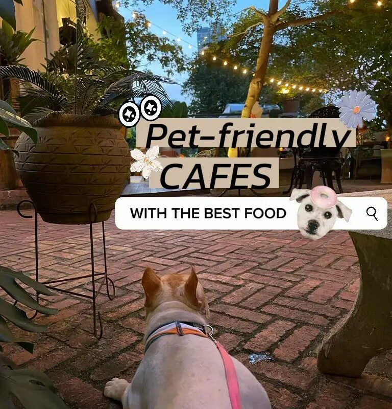 Best Dog Friendly Food Places Near Me