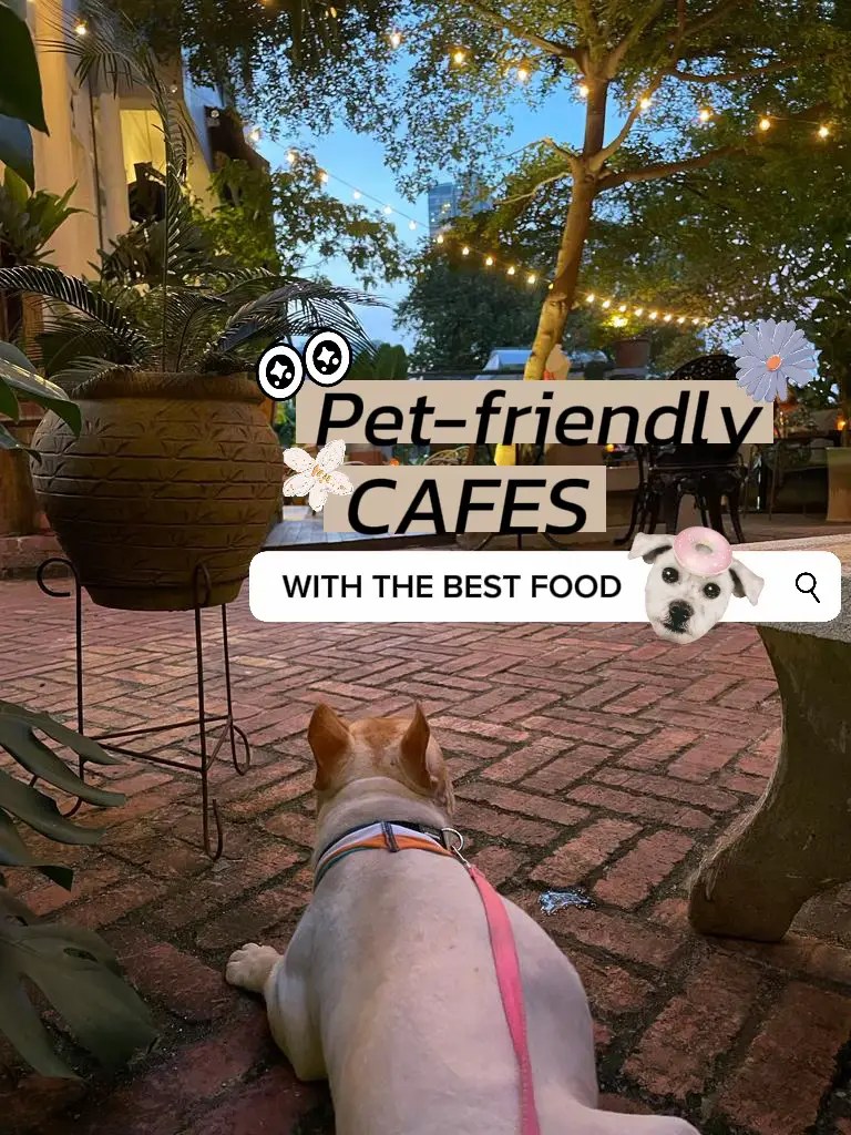 Best Dog Friendly Food Places Near Me