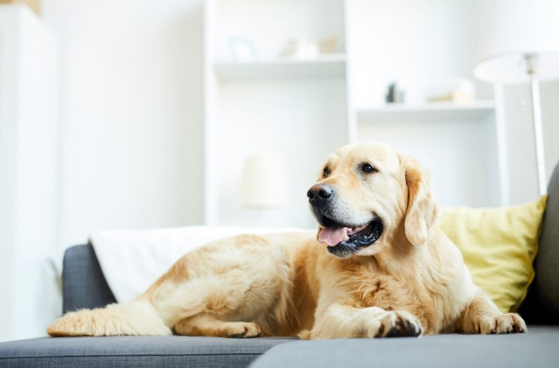 Best Dog Friendly Furniture