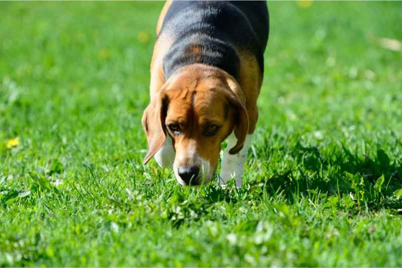 Best Dog Friendly Lawn Fertilizer