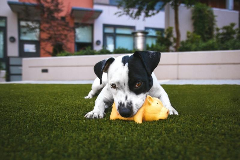 Best Dog Friendly Patios Chicago