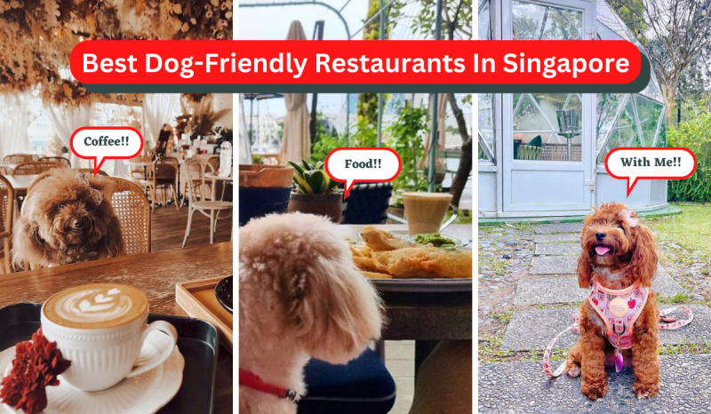 Best Dog Friendly Places To Eat Near Me