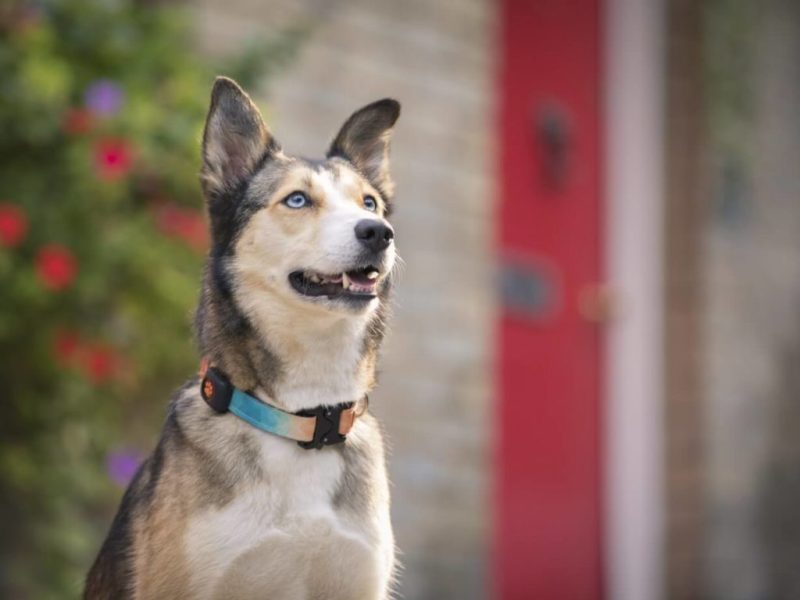 Best Dog Friendly Pubs London