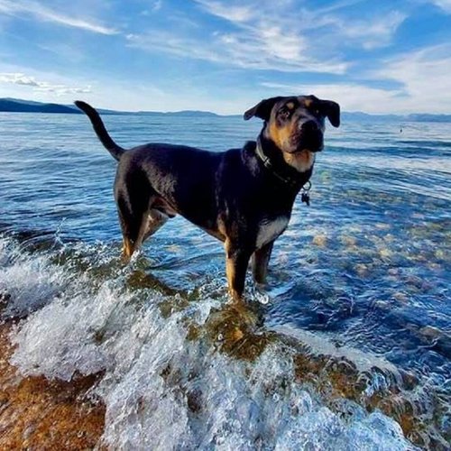 Best Dog Friendly Resorts In The Northeast