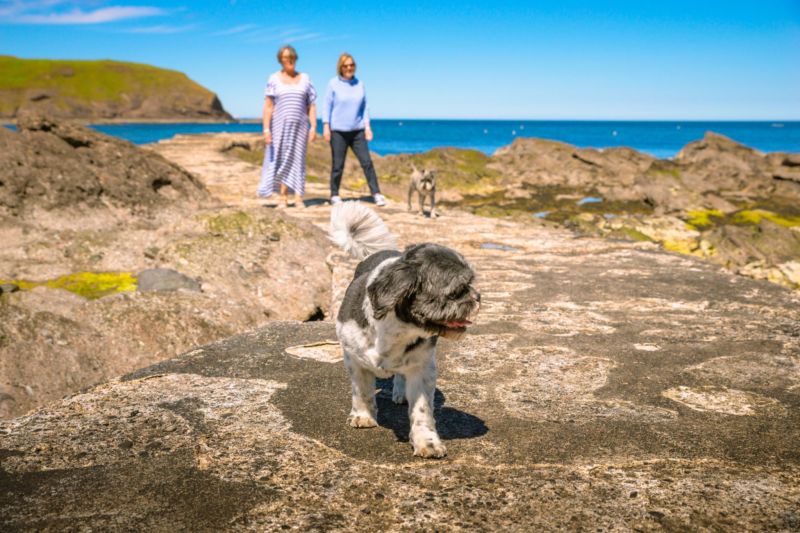 Best Dog Friendly Vacations In New England