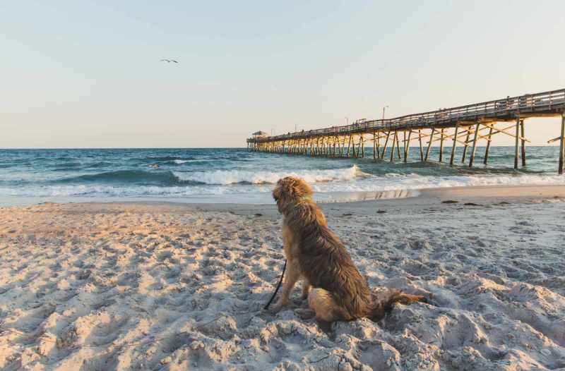 Best Dog Vacations East Coast