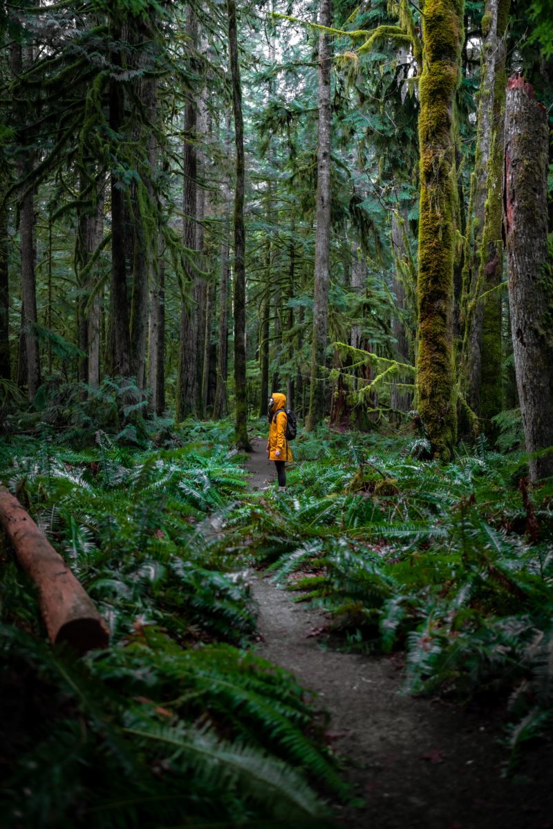 Best Mountain Hikes In Olympic National Park