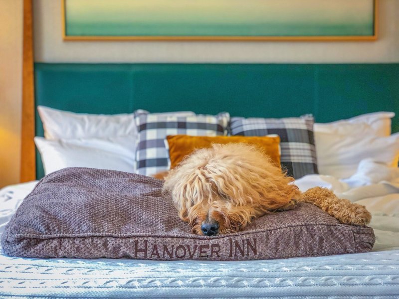 Best Pet Friendly Resorts Massachusetts