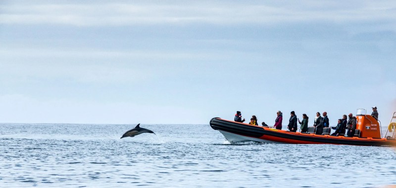 Boat Trips With Dogs Cornwall