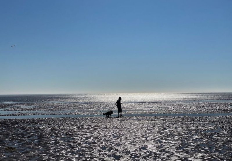 Dog Friendly Beaches East Lothian